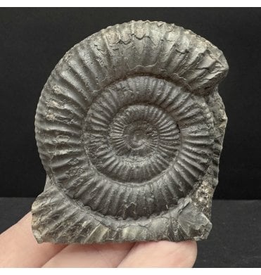 Lower Jurassic, Upper Lias Ammonite from Whitby, North Yorkshire, England (SKU A4765):- Dactylioceras commune