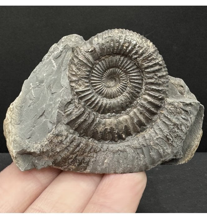 Lower Jurassic, Upper Lias Ammonite from Whitby, North Yorkshire, England (SKU A4766):- Dactylioceras commune