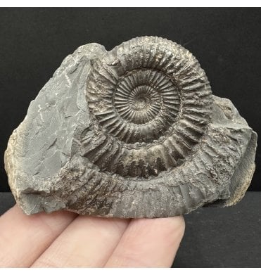 Lower Jurassic, Upper Lias Ammonite from Whitby, North Yorkshire, England (SKU A4766):- Dactylioceras commune