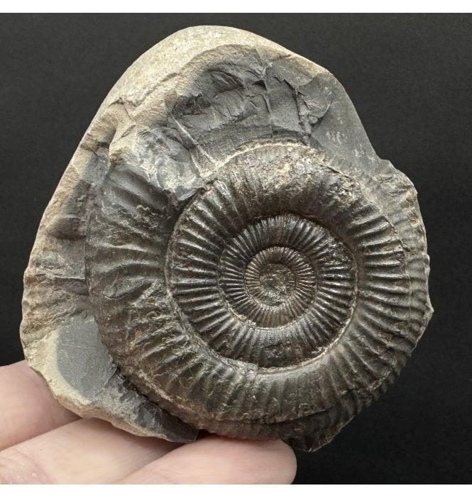 Lower Jurassic, Upper Lias Ammonite from Whitby, North Yorkshire, England (SKU A4767):- Dactylioceras commune