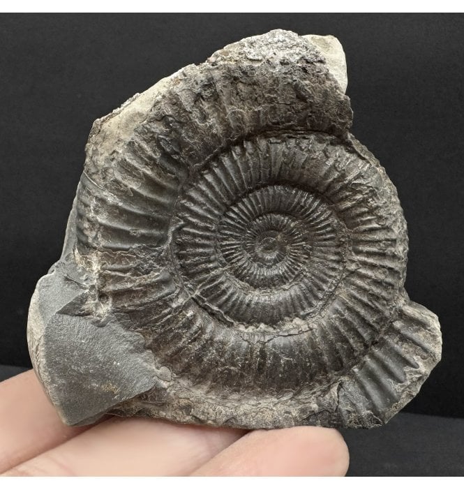 Lower Jurassic, Upper Lias Ammonite from Whitby, North Yorkshire, England (SKU A4770):- Dactylioceras commune