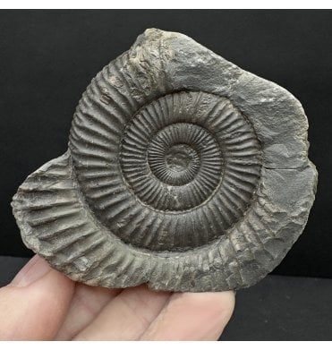 Lower Jurassic, Upper Lias Ammonite from Whitby, North Yorkshire, England (SKU A4771):- Dactylioceras commune