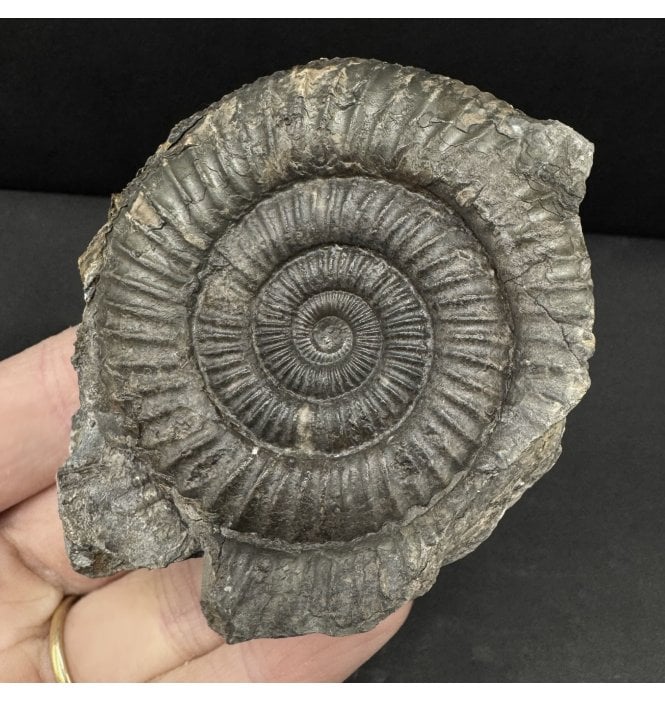 Lower Jurassic, Upper Lias Ammonite from Whitby, North Yorkshire, England (SKU A4773):- Dactylioceras commune
