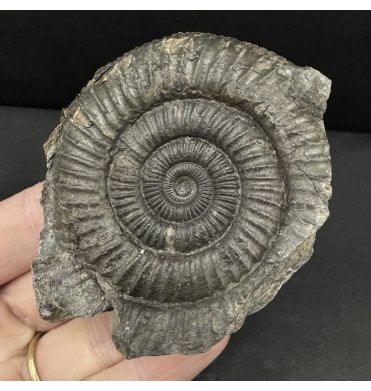 Lower Jurassic, Upper Lias Ammonite from Whitby, North Yorkshire, England (SKU A4773):- Dactylioceras commune
