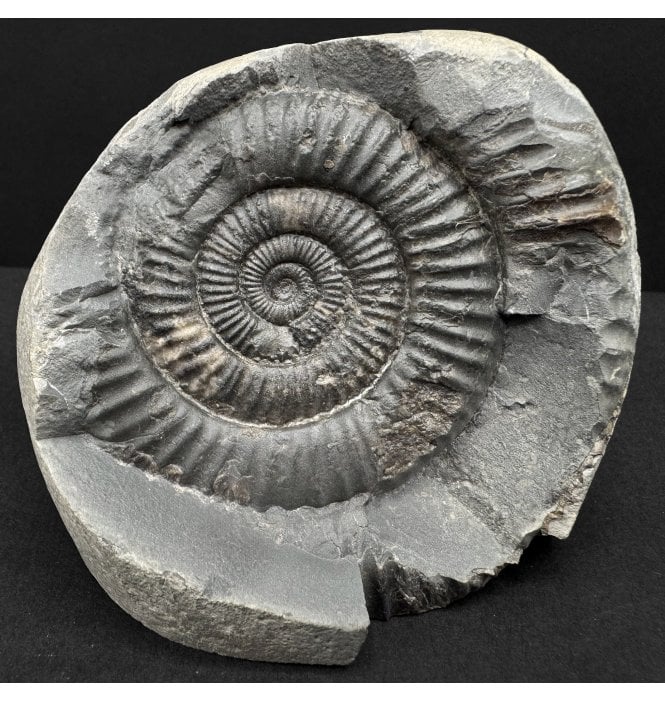 Lower Jurassic, Upper Lias Ammonite from Whitby, North Yorkshire, England (SKU A4793):- Dactylioceras commune