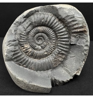 Lower Jurassic, Upper Lias Ammonite from Whitby, North Yorkshire, England (SKU A4793):- Dactylioceras commune