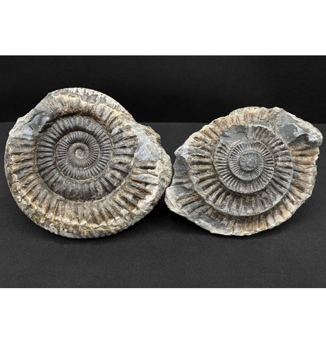 Lower Jurassic, Upper Lias Ammonite from Whitby, North Yorkshire, England (SKU A4810):- Dactylioceras commune