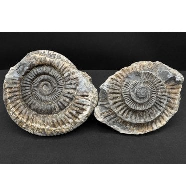 Lower Jurassic, Upper Lias Ammonite from Whitby, North Yorkshire, England (SKU A4810):- Dactylioceras commune