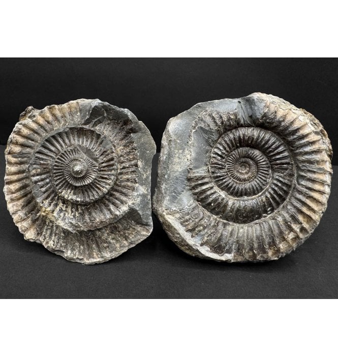 Lower Jurassic, Upper Lias Ammonite from Whitby, North Yorkshire, England (SKU A4811):- Dactylioceras commune