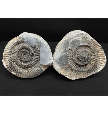 Lower Jurassic, Upper Lias Ammonite from Whitby, North Yorkshire, England (SKU A4812):- Dactylioceras commune
