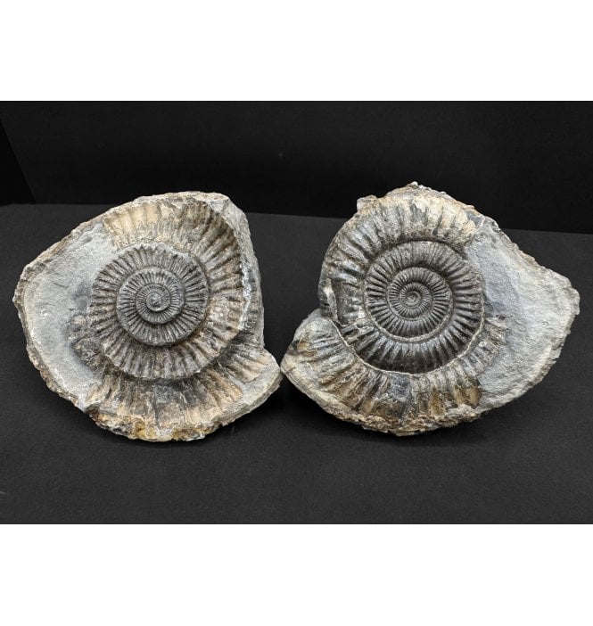 Lower Jurassic, Upper Lias Ammonite from Whitby, North Yorkshire, England (SKU A4813):- Dactylioceras commune