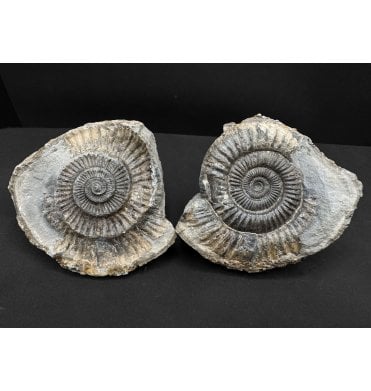 Lower Jurassic, Upper Lias Ammonite from Whitby, North Yorkshire, England (SKU A4813):- Dactylioceras commune