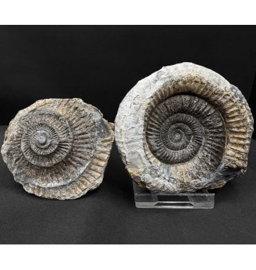 Lower Jurassic, Upper Lias Ammonite from Whitby, North Yorkshire, England (SKU A4824):- Dactylioceras commune