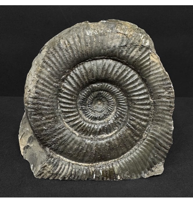 Lower Jurassic, Upper Lias Ammonite from Whitby, North Yorkshire, England (SKU A4874):- Dactylioceras (Orthodactylites) semicelatum