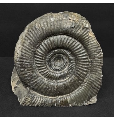 Lower Jurassic, Upper Lias Ammonite from Whitby, North Yorkshire, England (SKU A4874):- Dactylioceras (Orthodactylites) semicelatum