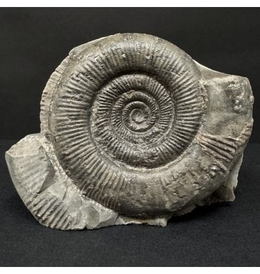Lower Jurassic, Upper Lias Ammonite from Whitby, North Yorkshire, England (SKU A4903):- Dactylioceras (Orthodactylites) tenuicostatum