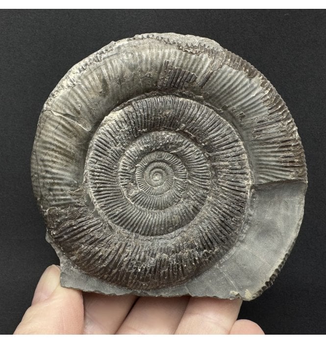Lower Jurassic, Upper Lias Ammonite from Whitby, North Yorkshire, England (SKU A5097):- Dactylioceras (Orthodactylites) tenuicostatum