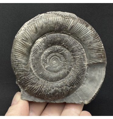 Lower Jurassic, Upper Lias Ammonite from Whitby, North Yorkshire, England (SKU A5097):- Dactylioceras (Orthodactylites) tenuicostatum