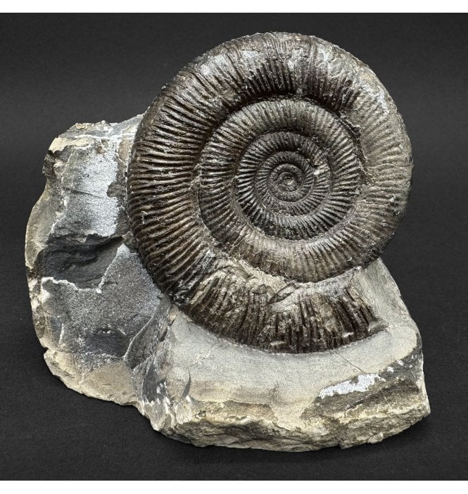 Lower Jurassic, Upper Lias Ammonite from Whitby, North Yorkshire, England (SKU A5098):- Dactylioceras (Orthodactylites) tenuicostatum