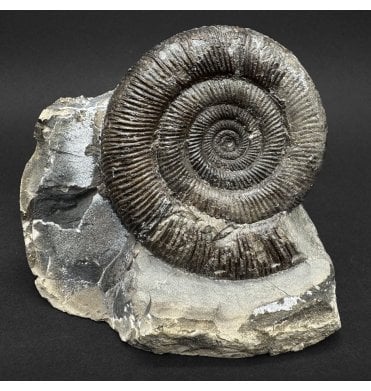 Lower Jurassic, Upper Lias Ammonite from Whitby, North Yorkshire, England (SKU A5098):- Dactylioceras (Orthodactylites) tenuicostatum