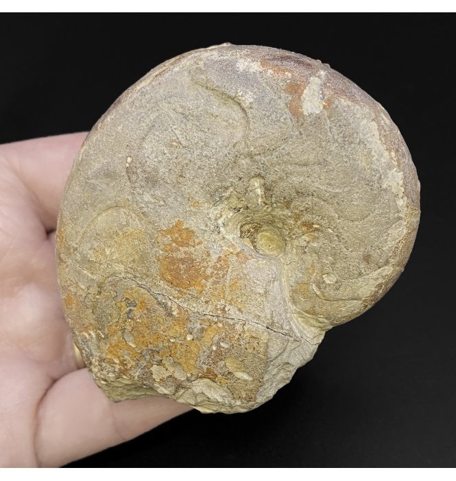 Lower Kimmeridgian, Upper Jurassic Nautilus from Bayern, Germany (SKU OF2145):- Pseudoganides ammoni
