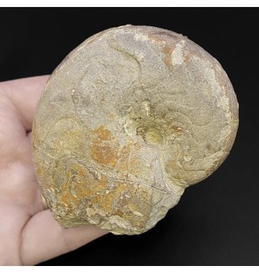 Lower Kimmeridgian, Upper Jurassic Nautilus from Bayern, Germany (SKU OF2145):- Pseudoganides ammoni