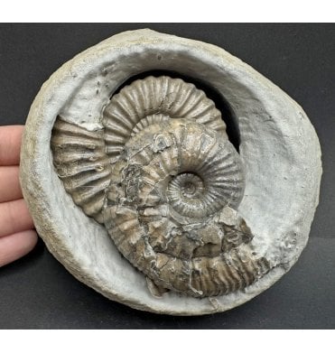 Lower Lias, Lower Jurassic Ammonite Cluster from Charmouth, Dorset, England (SKU A4160):- Androgynoceras lataecosta and Liparoceras divaricosta