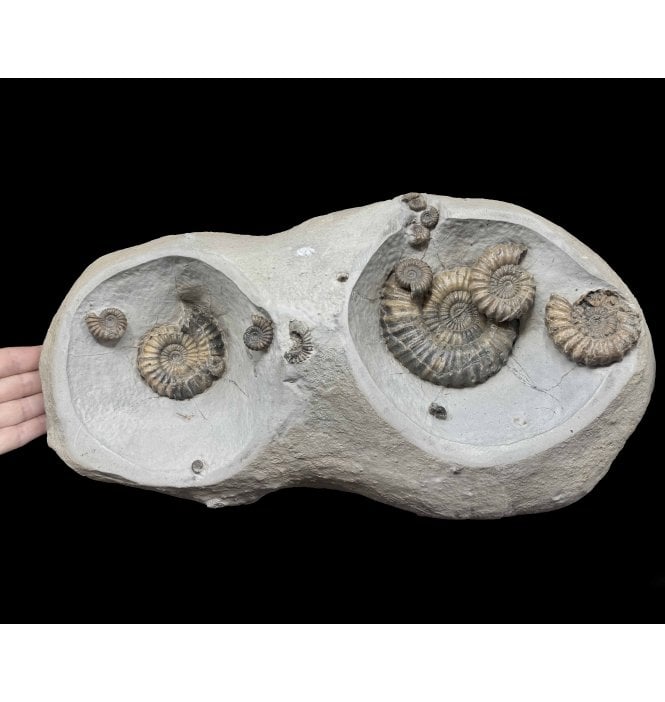 Lower Lias, Lower Jurassic Ammonite Cluster from Charmouth, Dorset, England (SKU A4997):- Androgynoceras lataecosta