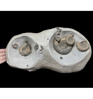 Lower Lias, Lower Jurassic Ammonite Cluster from Charmouth, Dorset, England (SKU A4997):- Androgynoceras lataecosta