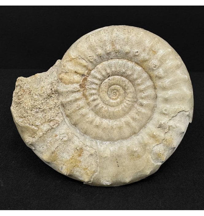 Lower Lias, Lower Jurassic Ammonite from Calvados, France (SKU A4916):- Acanthopleuroceras valdani