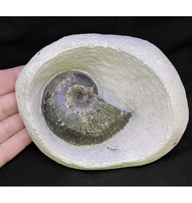 Lower Lias, Lower Jurassic Ammonite from Charmouth, Dorset, England (SKU A2216):- Becheiceras (Liparoceras) bechei