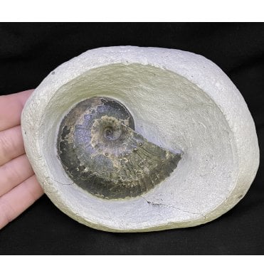 Lower Lias, Lower Jurassic Ammonite from Charmouth, Dorset, England (SKU A2216):- Becheiceras (Liparoceras) bechei