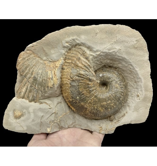 Lower Lias, Lower Jurassic Ammonite from Charmouth, Dorset, England (SKU A2928):- Becheiceras (Liparoceras) bechei