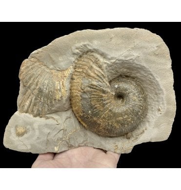 Lower Lias, Lower Jurassic Ammonite from Charmouth, Dorset, England (SKU A2928):- Becheiceras (Liparoceras) bechei