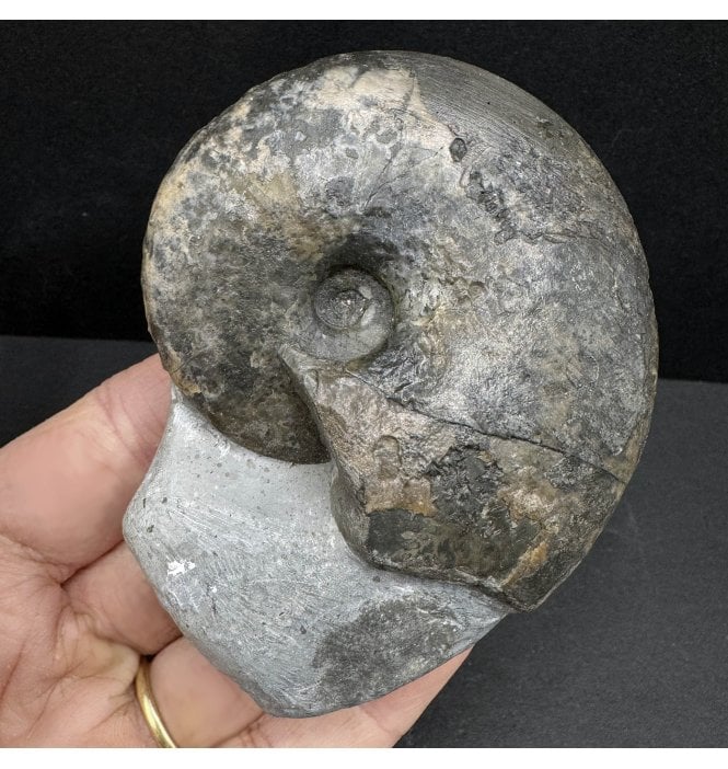Lower Lias, Lower Jurassic Ammonite from Charmouth, Dorset, England (SKU A3936):- Tragophylloceras loscombi