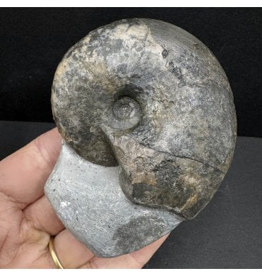 Lower Lias, Lower Jurassic Ammonite from Charmouth, Dorset, England (SKU A3936):- Tragophylloceras loscombi