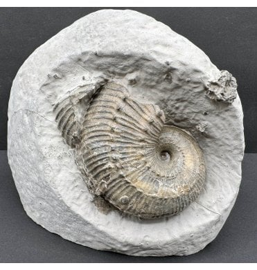 Lower Lias, Lower Jurassic Ammonite from Charmouth, Dorset, England (SKU A4164):- Becheiceras bechei