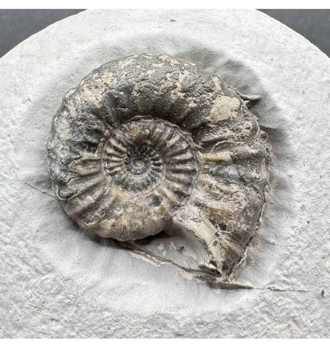 Lower Lias, Lower Jurassic Ammonite from Charmouth, Dorset, England (SKU A4169):- Androgynoceras lataecosta