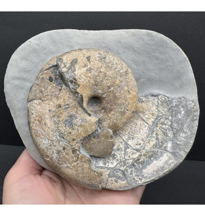 Lower Lias, Lower Jurassic Ammonite from Charmouth, Dorset, England (SKU A4200):- Tragophylloceras loscombi
