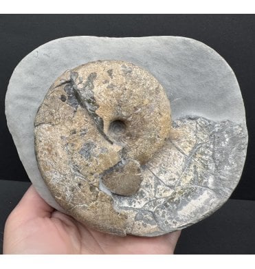 Lower Lias, Lower Jurassic Ammonite from Charmouth, Dorset, England (SKU A4200):- Tragophylloceras loscombi