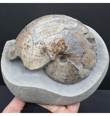 Lower Lias, Lower Jurassic Ammonite from Charmouth, Dorset, England (SKU A4229):- Tragophylloceras loscombi