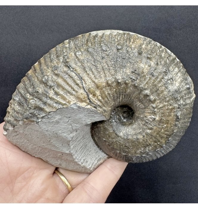 Lower Lias, Lower Jurassic Ammonite from Charmouth, Dorset, England (SKU A4310):- Liparoceras cf. divaricosta