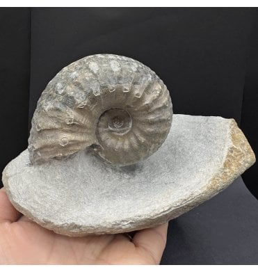Lower Lias, Lower Jurassic Ammonite from Charmouth, Dorset, England (SKU A4345):- Liparoceras cf. divaricosta