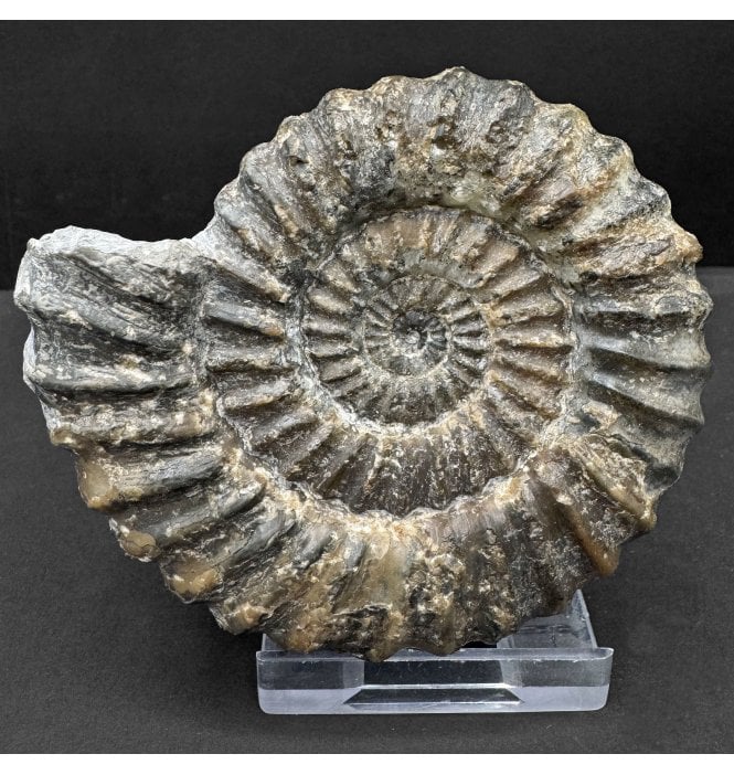 Lower Lias, Lower Jurassic Ammonite from Charmouth, Dorset, England (SKU A4672):- Androgynoceras lataecosta