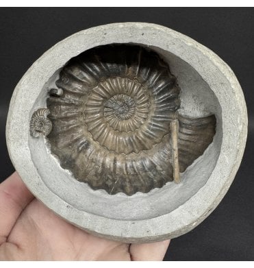 Lower Lias, Lower Jurassic Ammonite from Charmouth, Dorset, England (SKU A4969):- Androgynoceras lataecosta