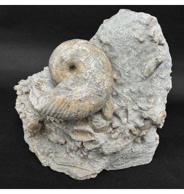 Lower Lias, Lower Jurassic Ammonite from Charmouth, Dorset, England (SKU A4993):- Becheiceras bechei