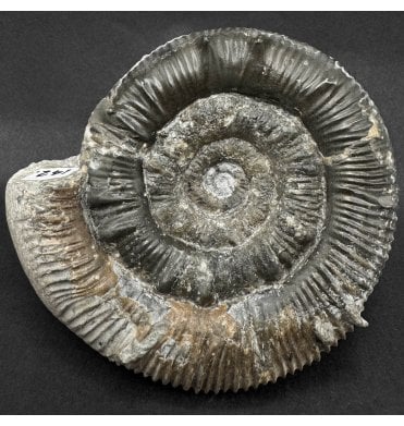 Lower Lias, Lower Jurassic Ammonite from Charmouth, Dorset, England (SKU A5046):- Prodactylioceras davoei