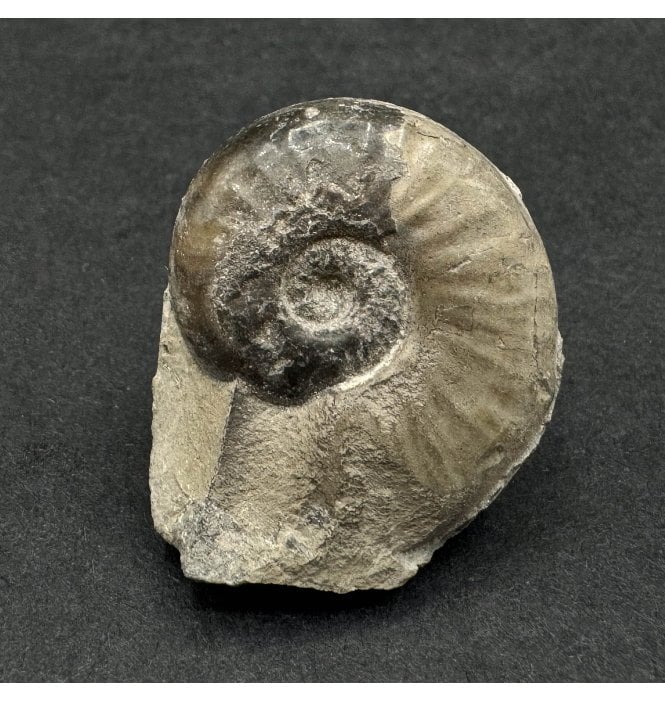 Lower Lias, Lower Jurassic Ammonite from North Yorkshire, England (SKU A3374):- Agassiceras personatum