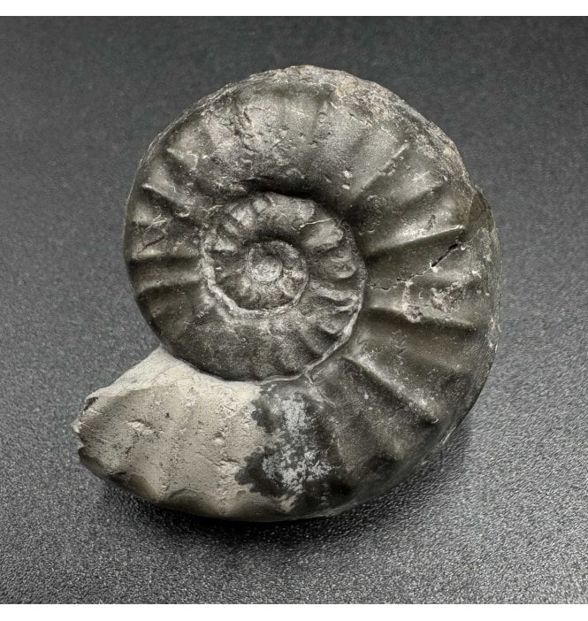 Lower Lias, Lower Jurassic Ammonite from North Yorkshire, England (SKU A3528):- Agassiceras personatum