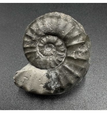 Lower Lias, Lower Jurassic Ammonite from North Yorkshire, England (SKU A3528):- Agassiceras personatum
